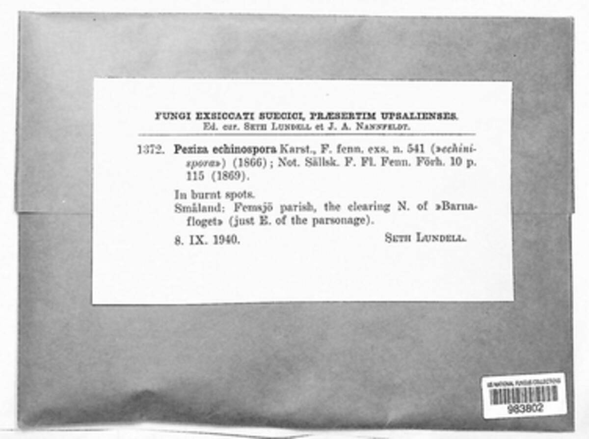 Peziza echinospora image
